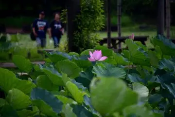 Brilliant lotus in the dark