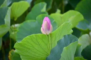 Getting ready to bloom