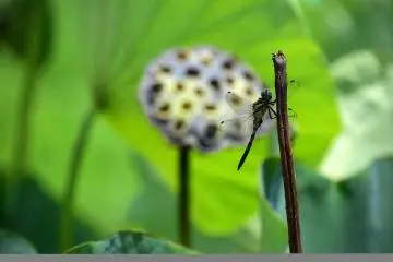 Dead seed pod and a dragonfly heralding the coming fall