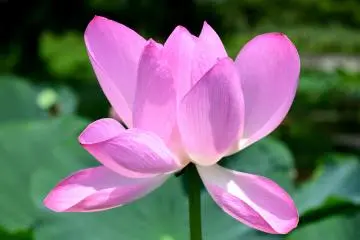 Beauty before dying