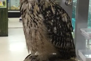 A real live owl for sale