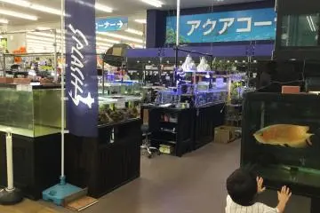 Aquarium corner