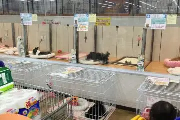 Pet section. Get your fill of puppy and kitty cuteness.