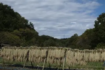 Bundles or rice on stalks are left to dry on poles for a few weeks before they are threshed, milled, or stored