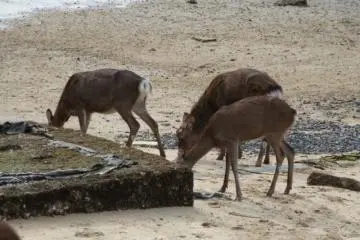 Deer were everywhere on the island