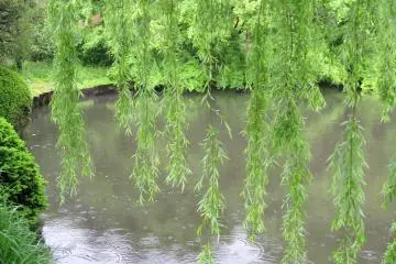 A fragment of the garden