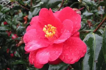 Flowers are beautiful in any weather