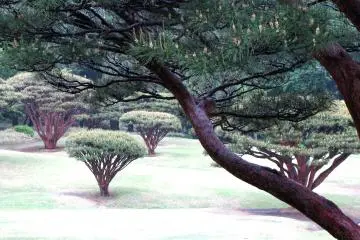 Small pine trees