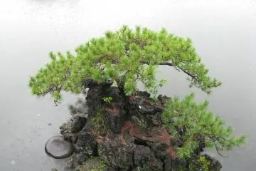"Island" pine tree
