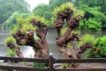"Strange" trees