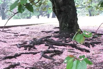 Sakura is gone...