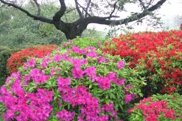 Multi-colored bushes of azalea