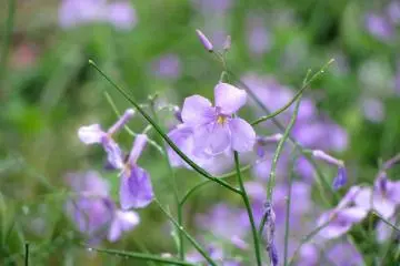 Tiny spring flowers