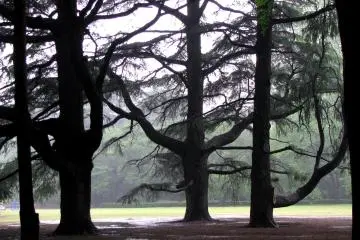Giant trees