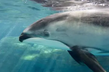 Pacific white-sided dolphin in the Kaiyukan's Tasman Sea Exhibit.