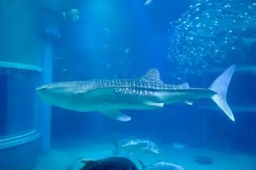 One of the Kaiyukan's whale sharks.