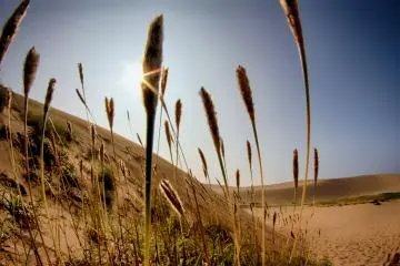 The west side also has various types of plants