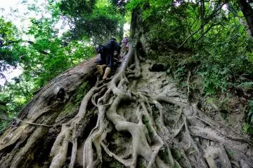 Some parts of the climb must be done using tree roots