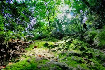 The area is incredibly green and lush