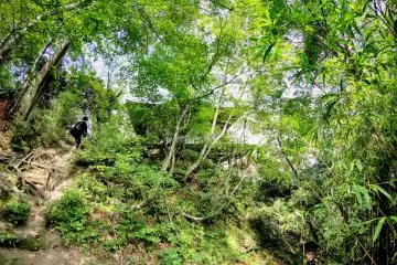 There are various trees and plants on the mountain