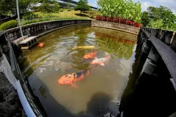 Ada juga kolam ikan koi dengan bunga matahari di atasnya