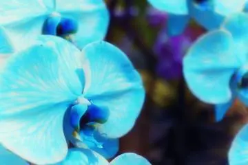 Variasi warna biru langka