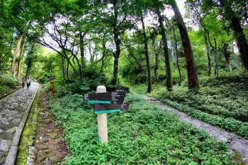Taking the 700m natural path to the shrine