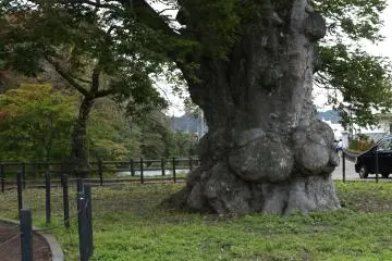 Keyaki wood could build a castle or a daimon (great gate) of a temple