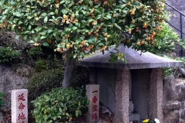 <p>A deliciously scented 'kinmokusei'&mdash;fragrant olive&mdash;at the temple entrance</p>