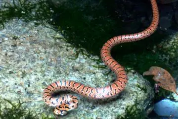 <p>J'ai aper&ccedil;u ce serpent dans un bassin non loin d'un sanctuaire bouddhiste</p>

