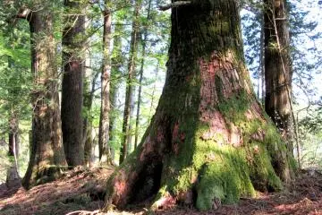Picturesque Pine tree