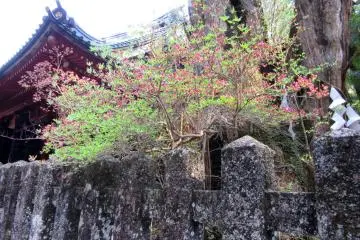 Spring flowers in Nikko