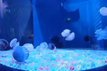 Jellyfish