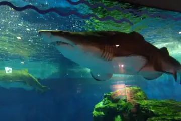 The shark tank