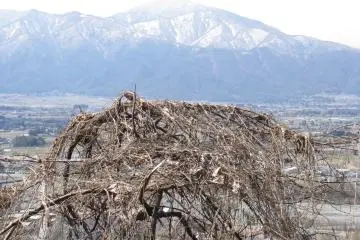 Early spring in Nagano