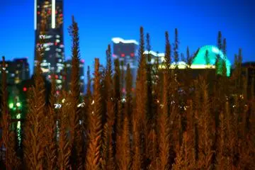 Yokohama Lights