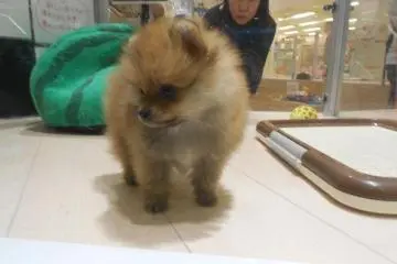 Pet City is great for a quick cheer up to your day.