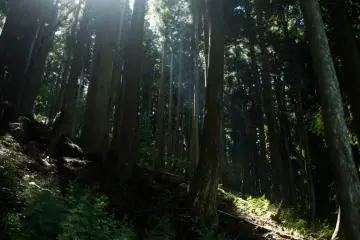 The forest around the mines