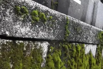 Lichens at the foot of the gravestones