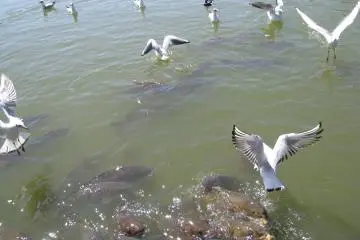 Burung camar mencuri makanan yang diberikan untuk Ikan Koi
