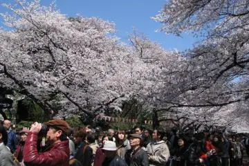 Hanami at Ueno Park, Tokyo