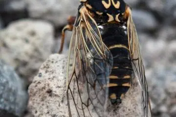 Cicada