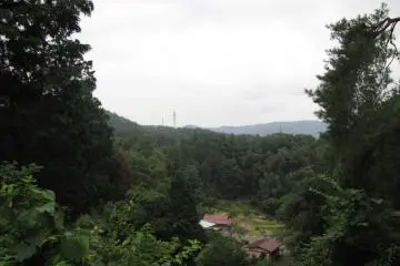 Forest views from a section of the walk