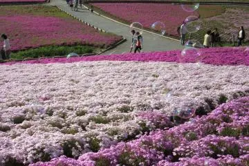 สวน Hitsujiyama ดูสวยงามในวันฤดูใบไม้ผลิที่มีท้องฟ้าแจ่มใส