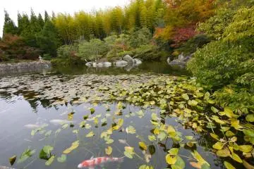 Sankeien Garden (Photo: <a href="http://www.gethiroshima.com" target="_blank" rel="noreferrer noopener nofollow">GetHiroshima</a>)