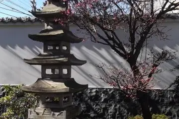 The plum-blossoms were just starting to appear
