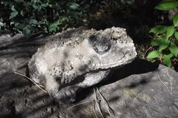 Warty little toad