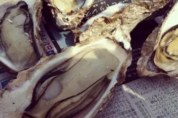 Tiram dari Laut Pedalaman Seto