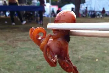 Gurita mini