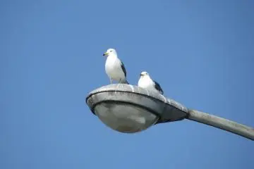 Seagulls are everywhere in Ito